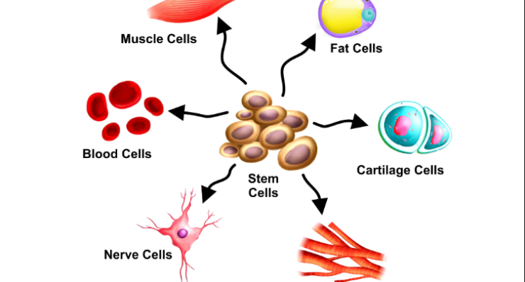 STEM Cell Treatment