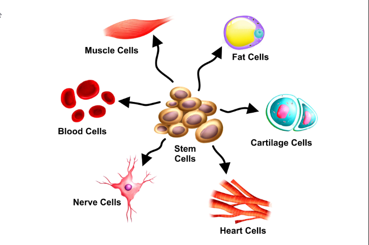 STEM Cell Treatment